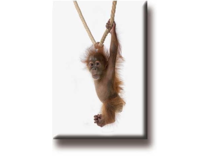 Koelkastmagneet, Baby Orangutan