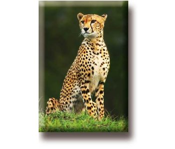 Fridge magnet, Cheetah