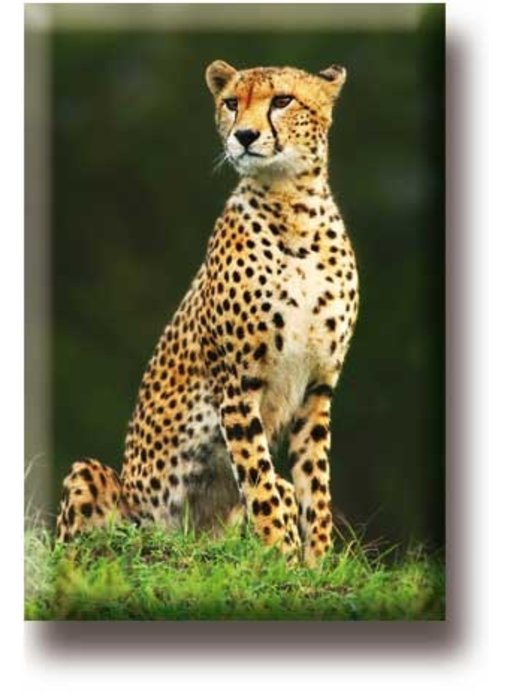 Fridge magnet, Cheetah