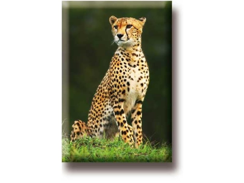 Fridge magnet, Cheetah