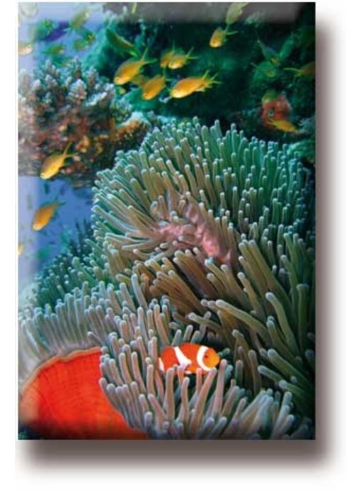 Fridge Magnet, Clown Fish, Tropical Sea