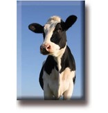 Fridge magnet, Cow, looks into the camera