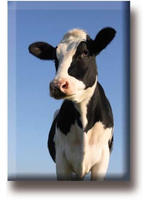 Fridge magnet, Cow, looks into the camera