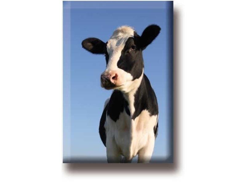 Fridge magnet, Cow, looks into the camera