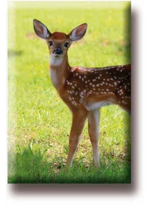 Fridge magnet, Deer, calf