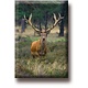 Fridge magnet, Deer, buck