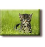 Fridge magnet, little cat in the grass