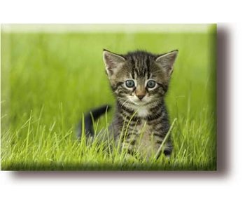 Fridge magnet, little cat in the grass