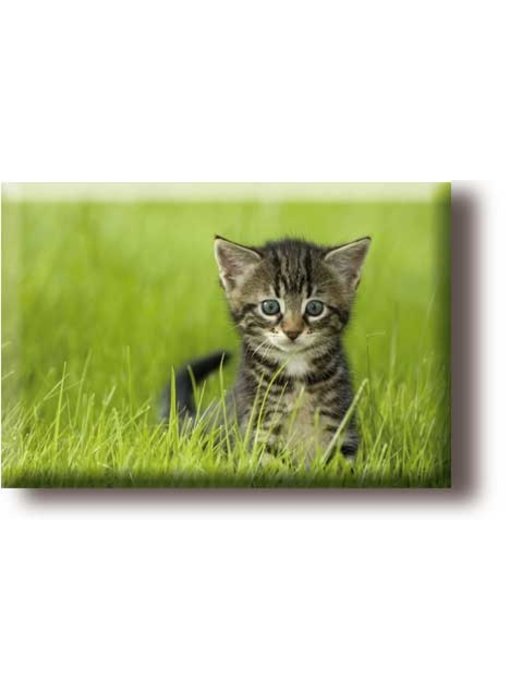 Fridge magnet, little cat in the grass