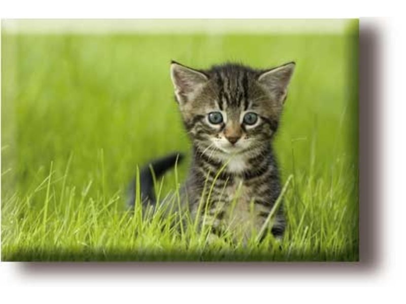 Aimant pour réfrigérateur, petit chat dans l'herbe