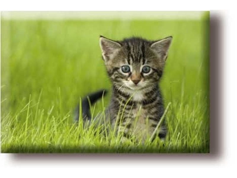 Fridge magnet, little cat in the grass