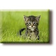 Aimant pour réfrigérateur, petit chat dans l'herbe