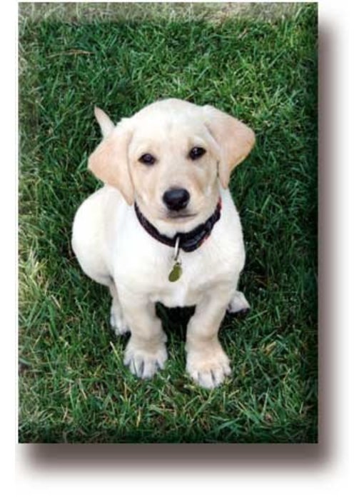 Aimant de réfrigérateur, Labrador, Puppy