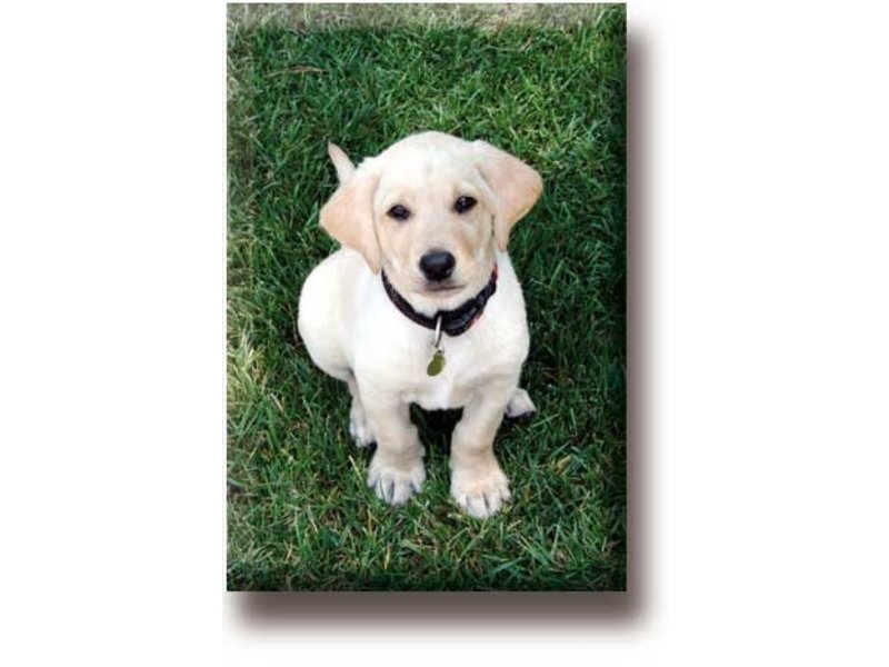 Fridge Magnet, Labrador, Puppy