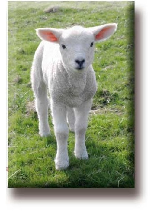 Fridge magnet, Lamb