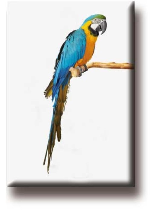 Fridge Magnet, Parrot, Macaw