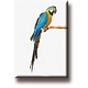 Imán de nevera, loro, guacamayo