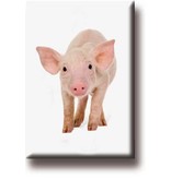 Fridge magnet, pig, piglet