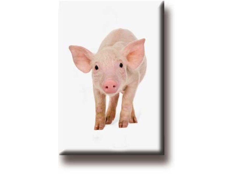 Fridge magnet, pig, piglet