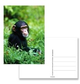 Postal, chimpancé bebé