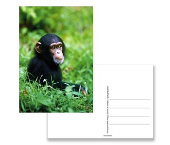 Postkarte, Schimpansenbaby