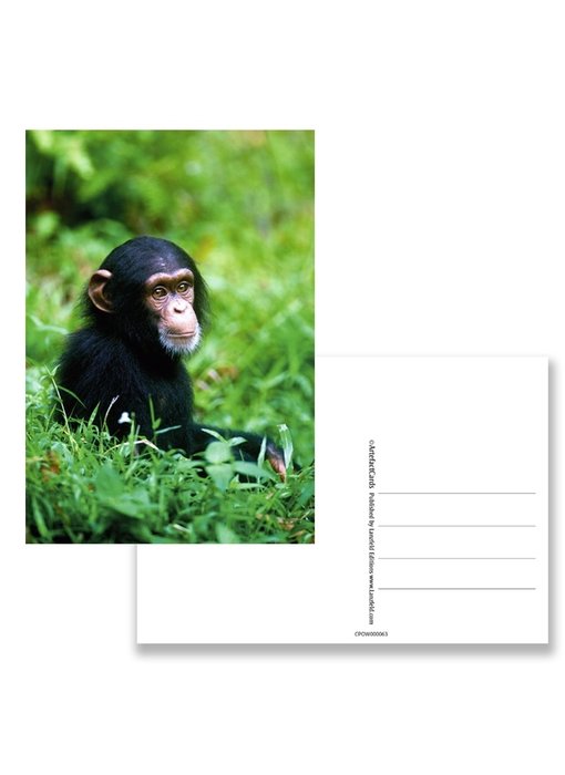 Postal, chimpancé bebé