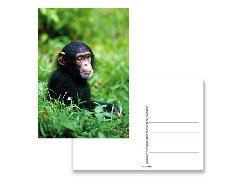 Carte postale, bébé chimpanzé