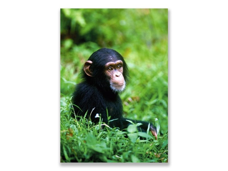 Carte postale, bébé chimpanzé