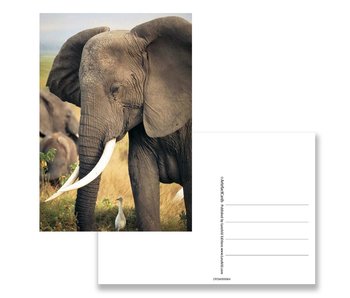 Postkarte, Elefant