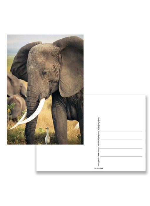 Carte postale, éléphant