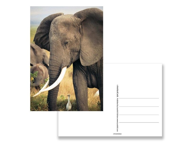 Carte postale, éléphant