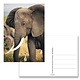 Postkarte, Elefant
