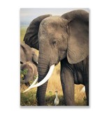 Carte postale, éléphant