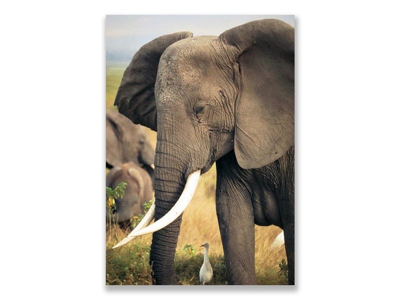 Postcard,  Elephant