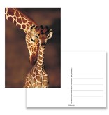 Ansichtkaart,  Giraffe, dierentuin