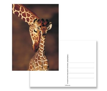 Carte postale, girafe