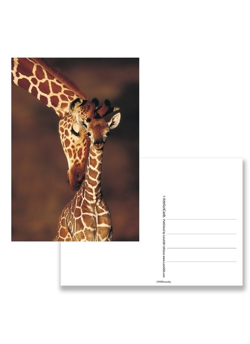 Ansichtkaart,  Giraffe