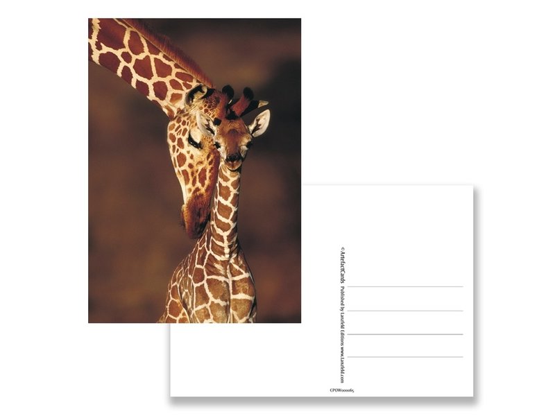 Postcard,  Giraffe, zoo