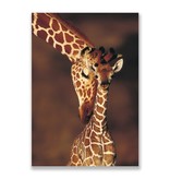 Postcard,  Giraffe, zoo