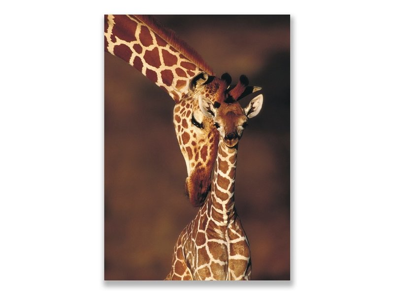 Ansichtkaart,  Giraffe, dierentuin