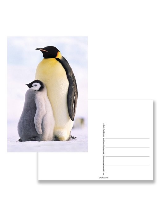Carte postale, Pingouins