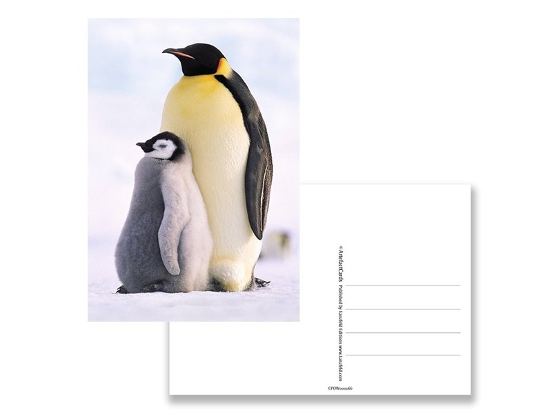 Ansichtkaart,  Pinguins