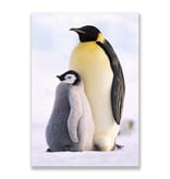 Postcard,  Penguins