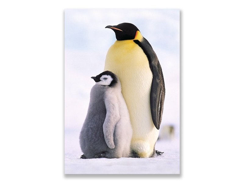 Carte postale, Pingouins