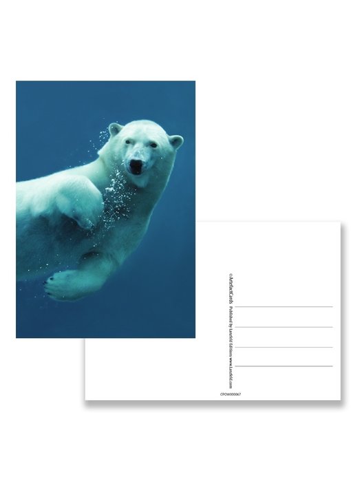 Postkarte, Eisbär