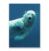 Postcard,  Polar Bear