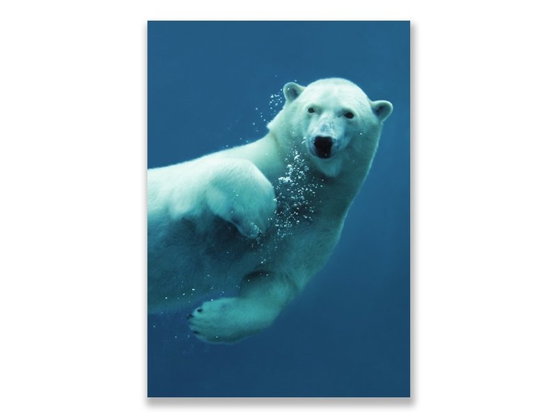 Postkarte, Eisbär