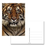 Postkarte, Tigerkopf