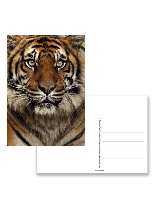 Postkarte, Tigerkopf