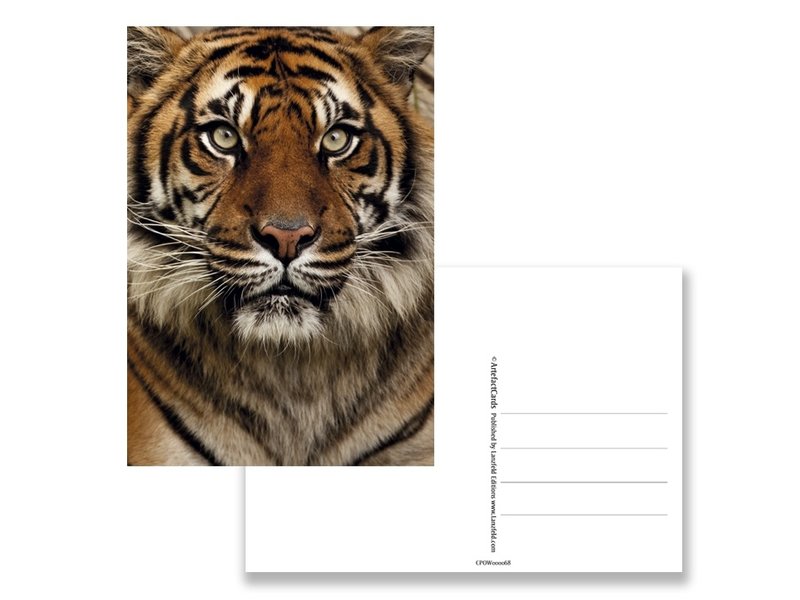 Postkarte, Tigerkopf